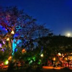 Kilifi New Year
